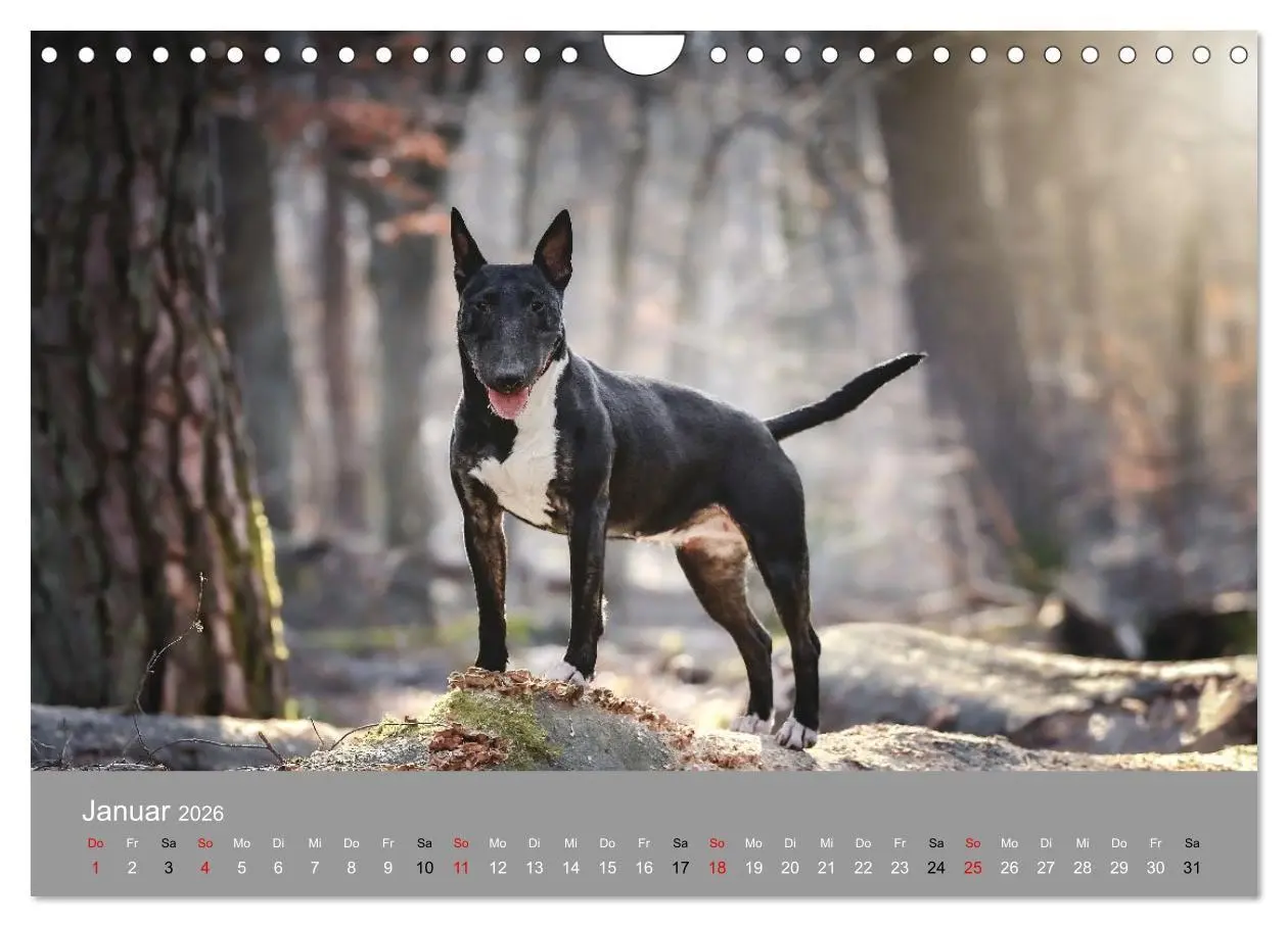 Bild: 9783516697971 | Bullterrier - charmante Herzensbrecher (Wandkalender 2026 DIN A4...