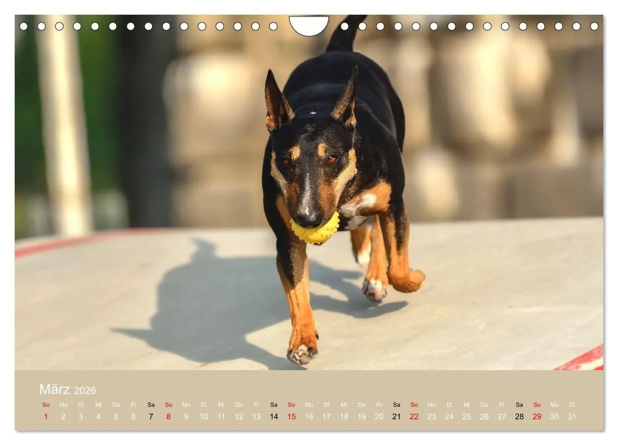 Bild: 9783516697971 | Bullterrier - charmante Herzensbrecher (Wandkalender 2026 DIN A4...