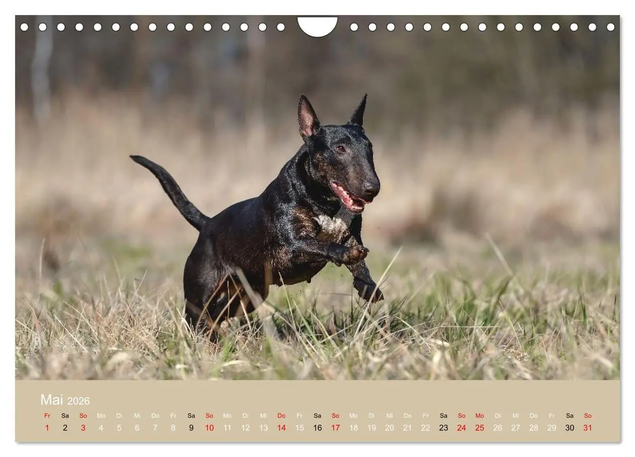 Bild: 9783516697971 | Bullterrier - charmante Herzensbrecher (Wandkalender 2026 DIN A4...