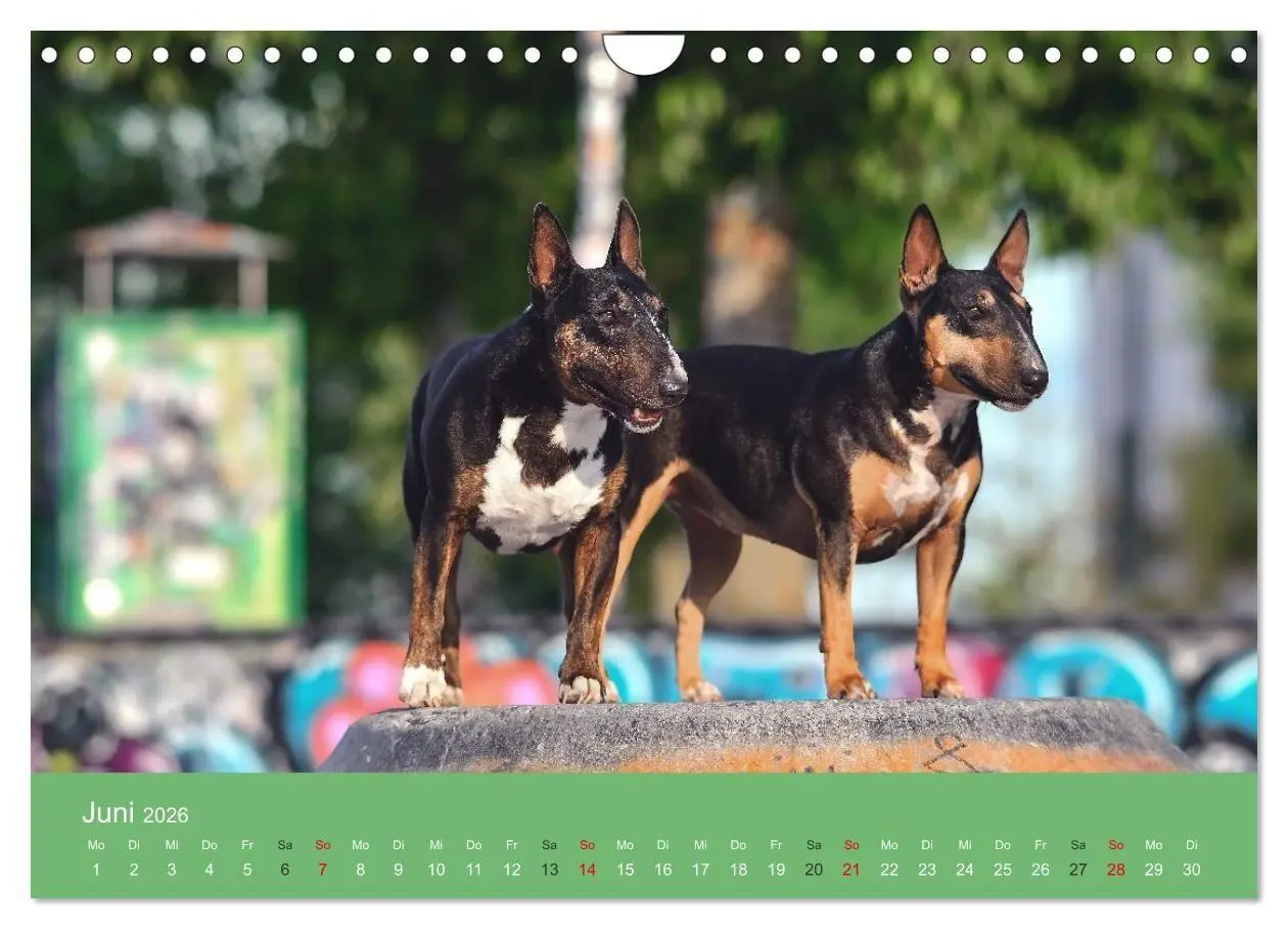 Bild: 9783516697971 | Bullterrier - charmante Herzensbrecher (Wandkalender 2026 DIN A4...