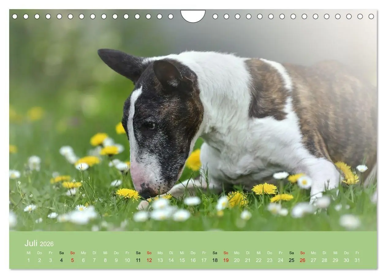 Bild: 9783516697971 | Bullterrier - charmante Herzensbrecher (Wandkalender 2026 DIN A4...
