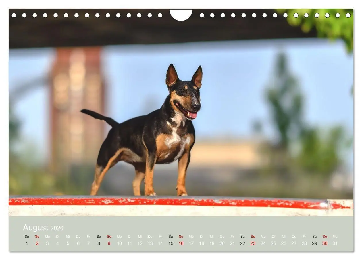 Bild: 9783516697971 | Bullterrier - charmante Herzensbrecher (Wandkalender 2026 DIN A4...