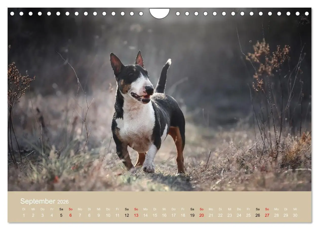 Bild: 9783516697971 | Bullterrier - charmante Herzensbrecher (Wandkalender 2026 DIN A4...