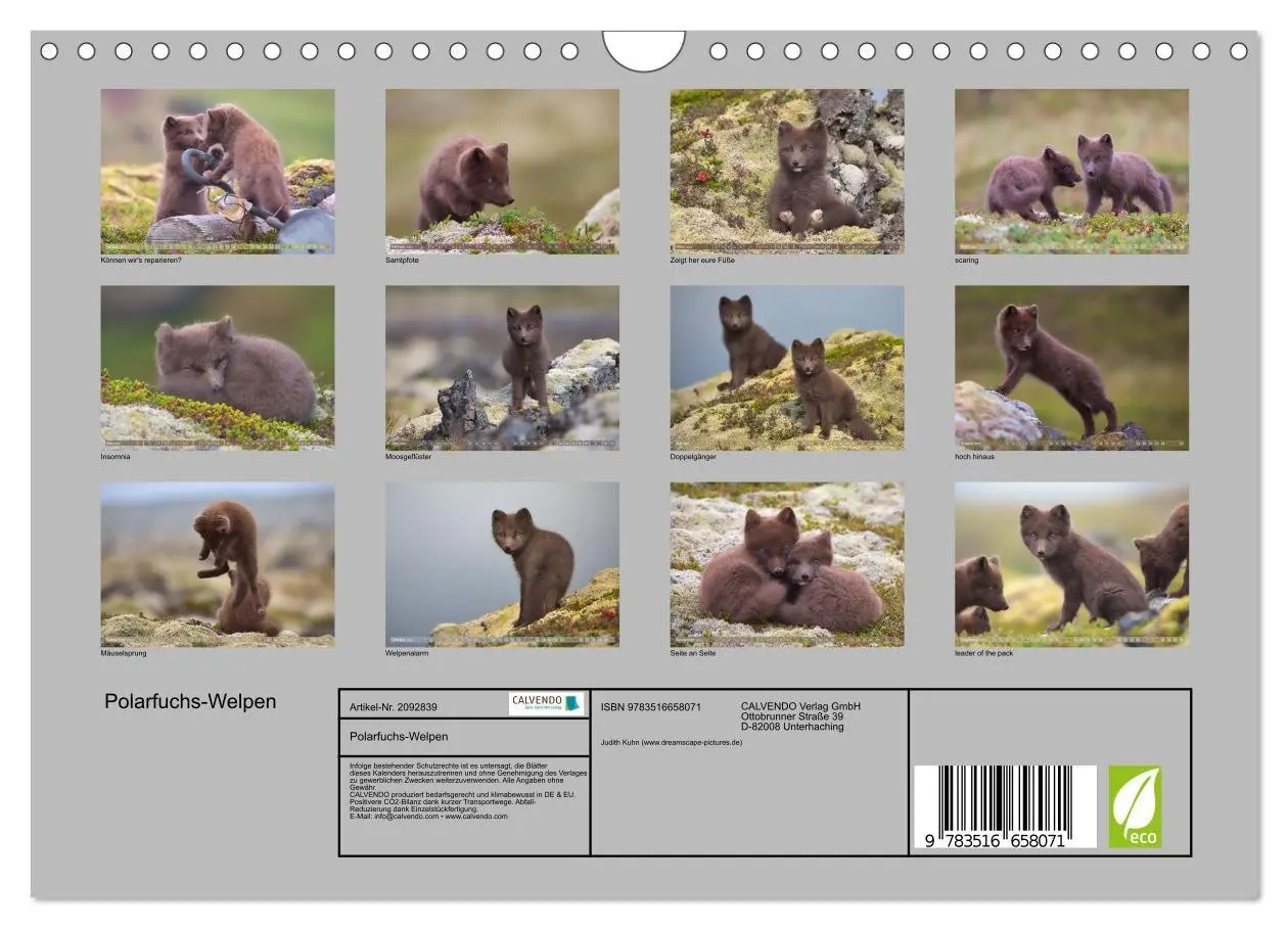Bild: 9783516658071 | Polarfuchs-Welpen (Wandkalender 2026 DIN A4 quer), CALVENDO...