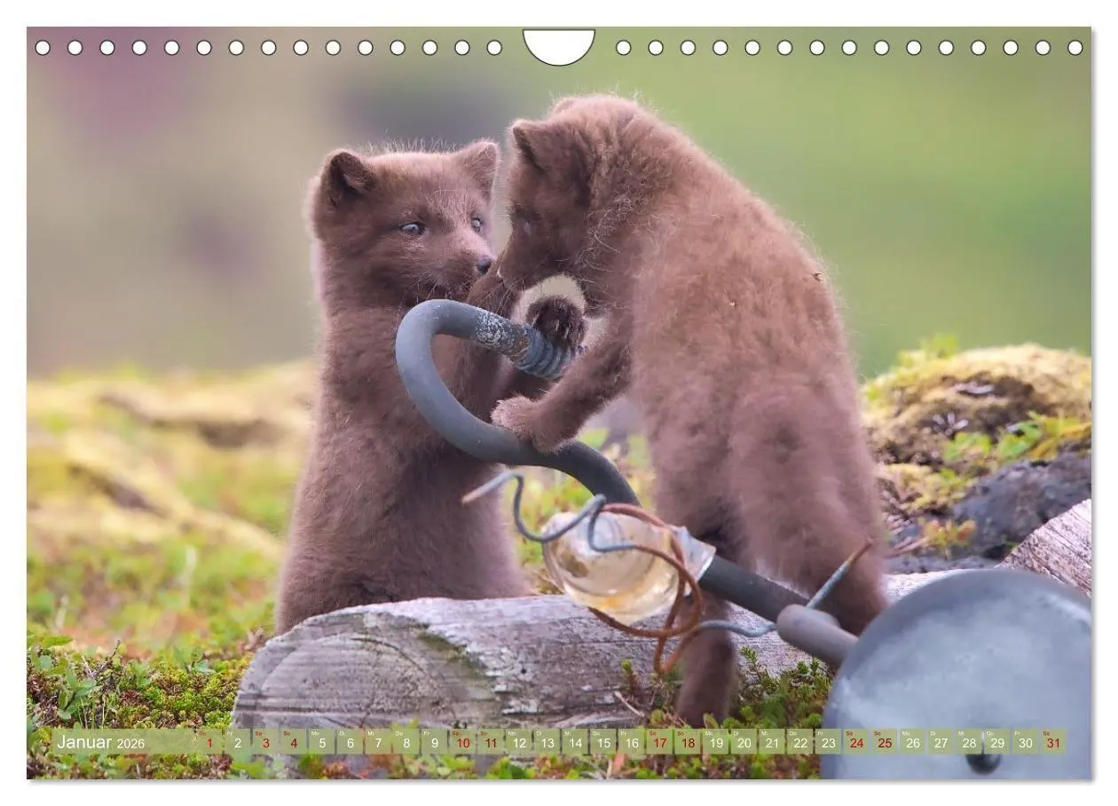 Bild: 9783516658071 | Polarfuchs-Welpen (Wandkalender 2026 DIN A4 quer), CALVENDO...