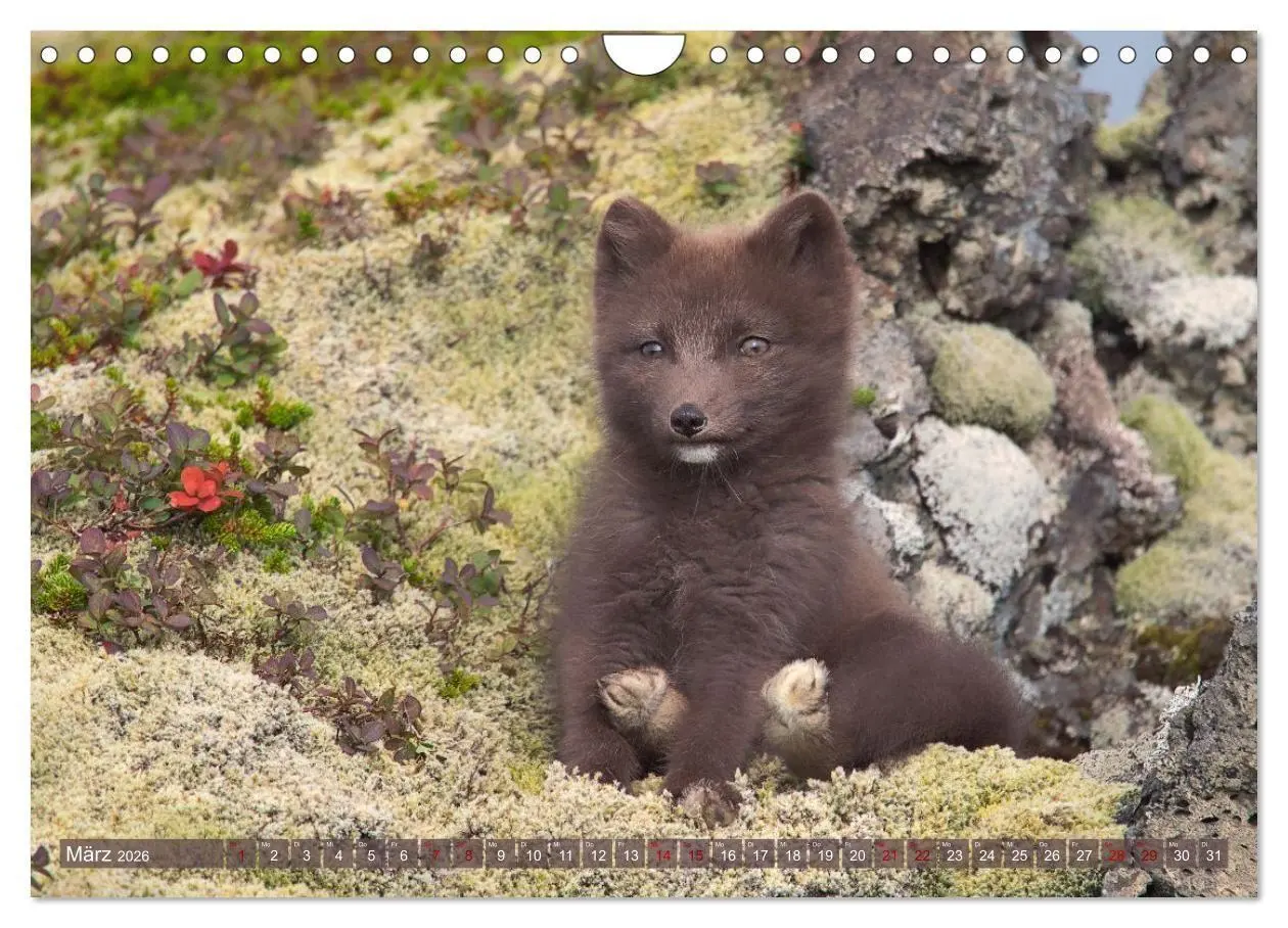 Bild: 9783516658071 | Polarfuchs-Welpen (Wandkalender 2026 DIN A4 quer), CALVENDO...