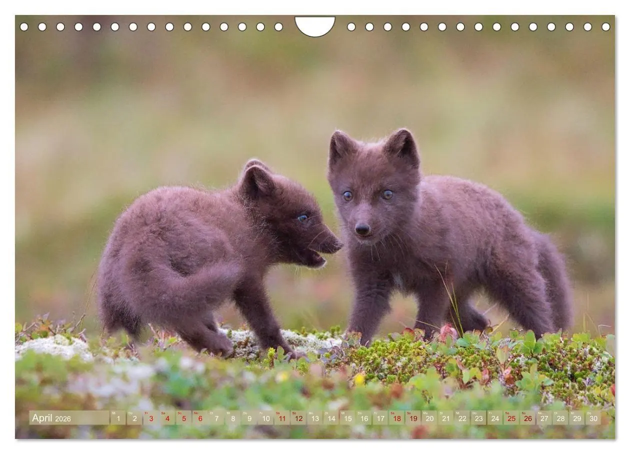 Bild: 9783516658071 | Polarfuchs-Welpen (Wandkalender 2026 DIN A4 quer), CALVENDO...