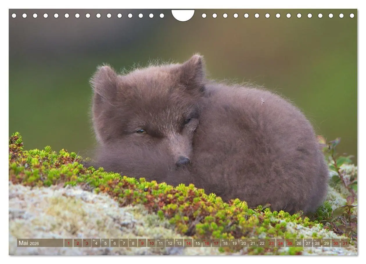 Bild: 9783516658071 | Polarfuchs-Welpen (Wandkalender 2026 DIN A4 quer), CALVENDO...