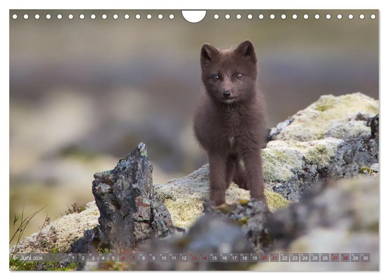 Bild: 9783516658071 | Polarfuchs-Welpen (Wandkalender 2026 DIN A4 quer), CALVENDO...
