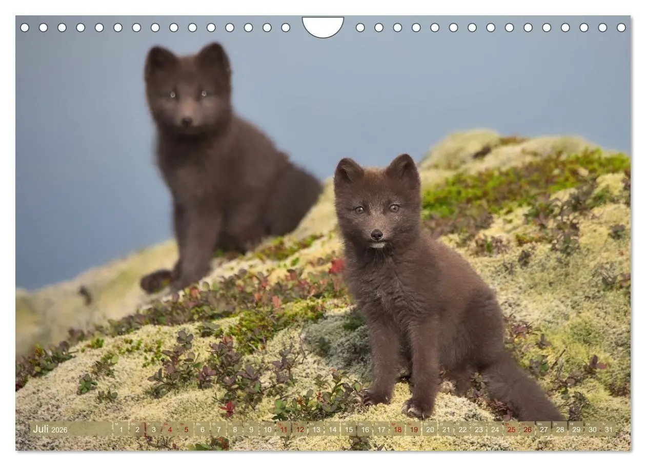Bild: 9783516658071 | Polarfuchs-Welpen (Wandkalender 2026 DIN A4 quer), CALVENDO...