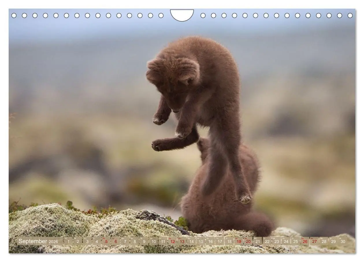Bild: 9783516658071 | Polarfuchs-Welpen (Wandkalender 2026 DIN A4 quer), CALVENDO...