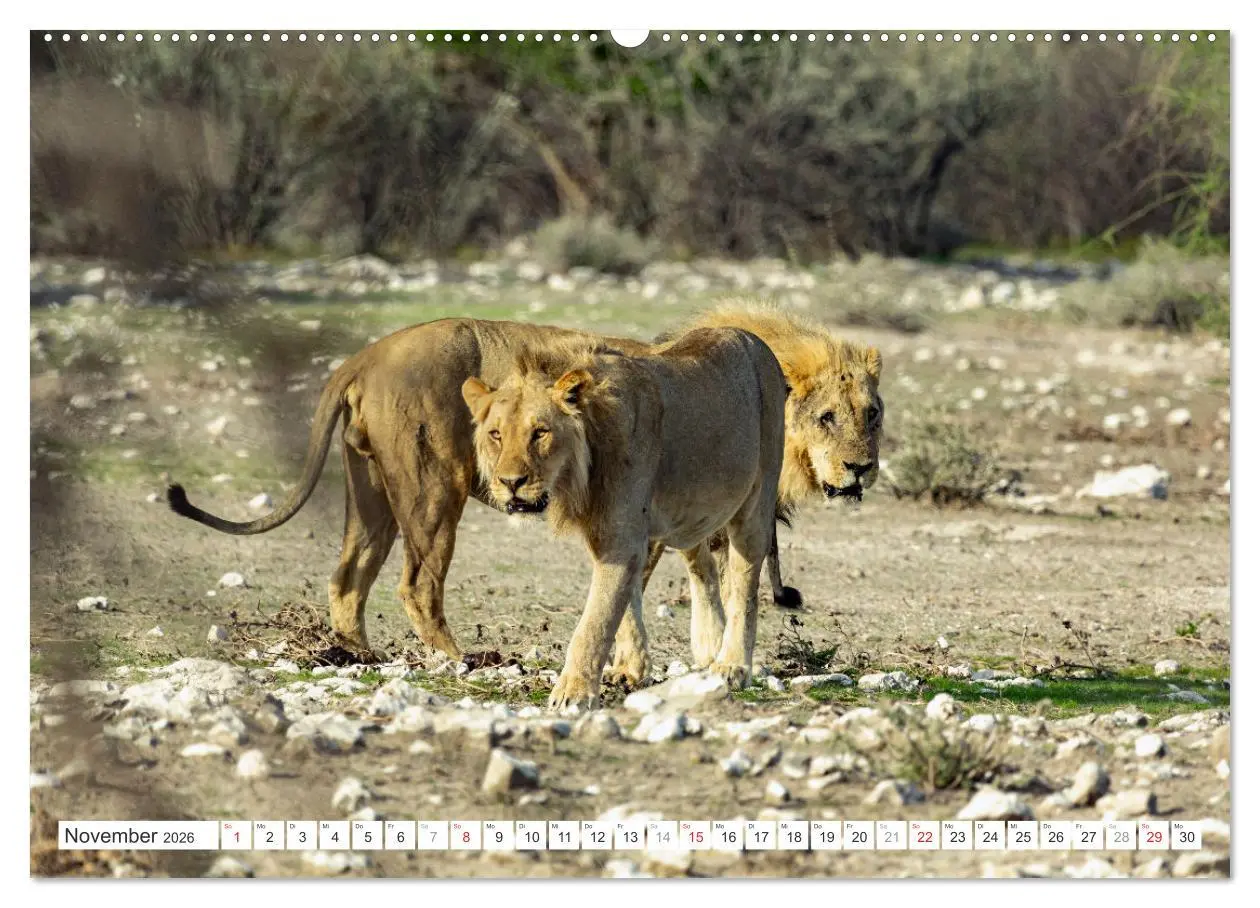 Bild: 9783457248171 | Afrika - Namibia (Wandkalender 2026 DIN A2 quer), CALVENDO...