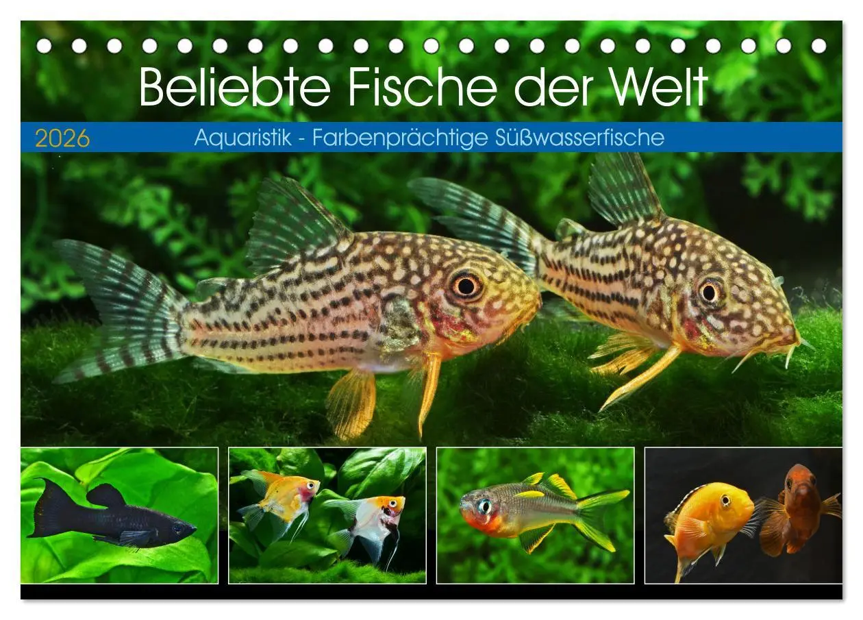 Cover: 9783457528471 | Beliebte Fische der Welt (Tischkalender 2026 DIN A5 quer), CALVENDO...