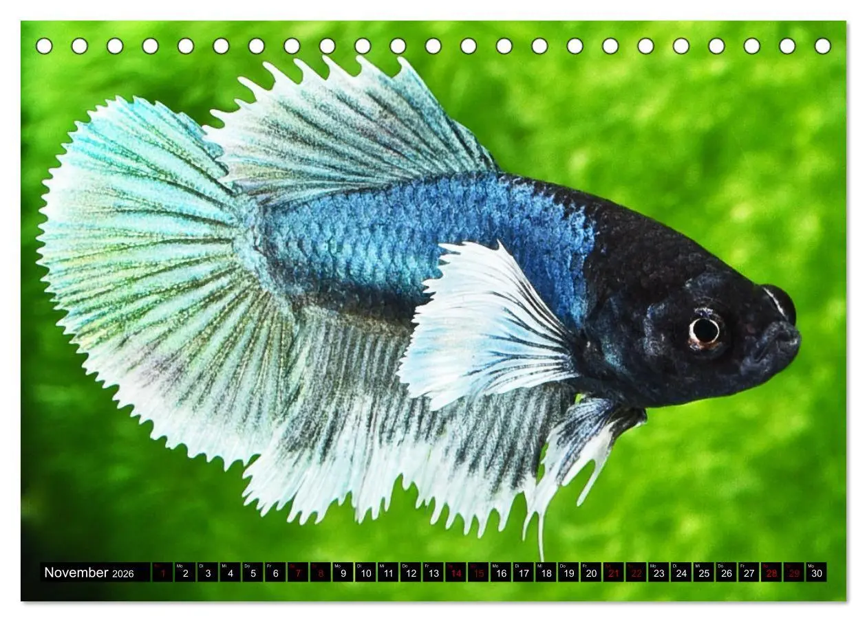 Bild: 9783457528471 | Beliebte Fische der Welt (Tischkalender 2026 DIN A5 quer), CALVENDO...