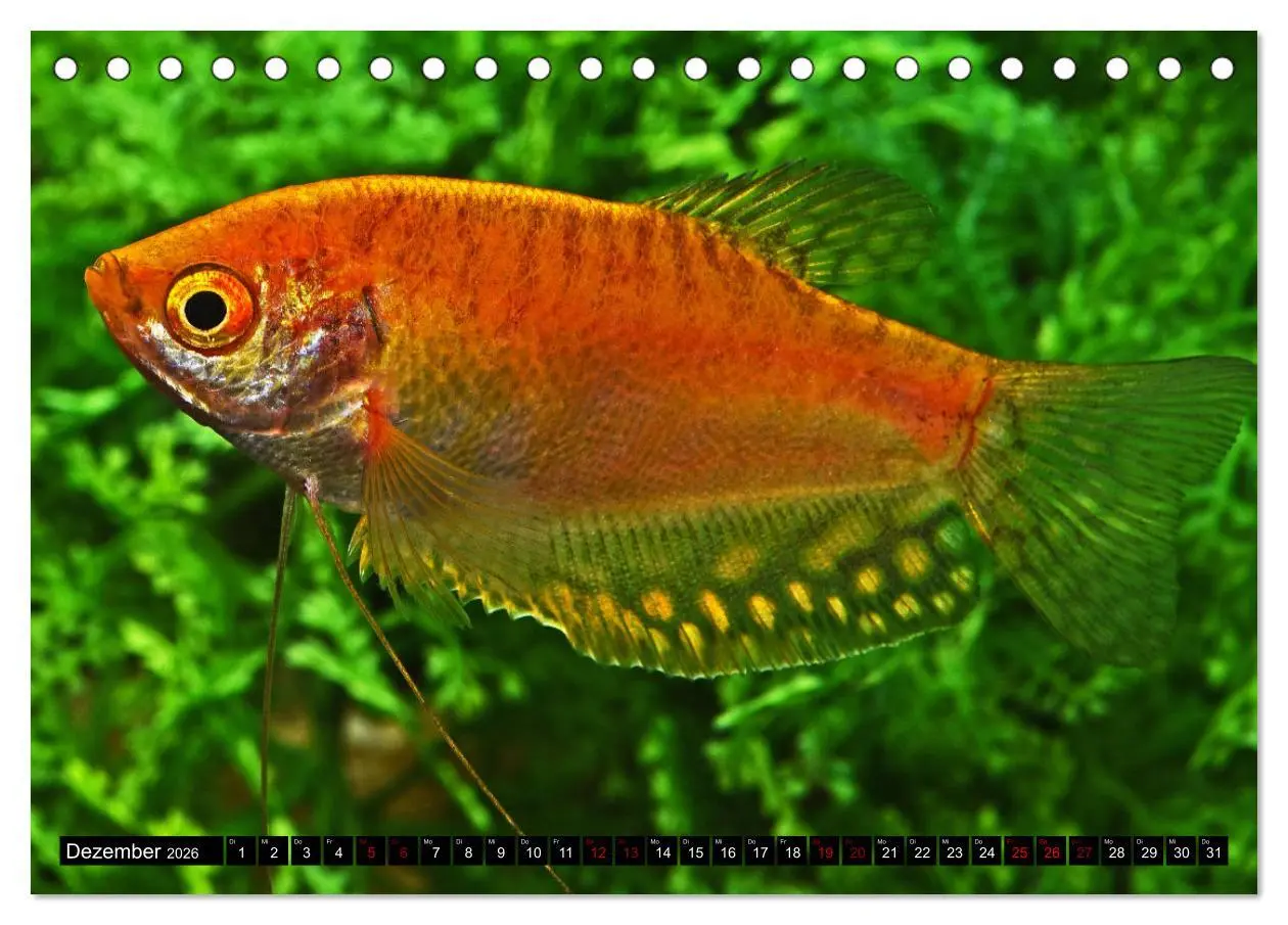Bild: 9783457528471 | Beliebte Fische der Welt (Tischkalender 2026 DIN A5 quer), CALVENDO...