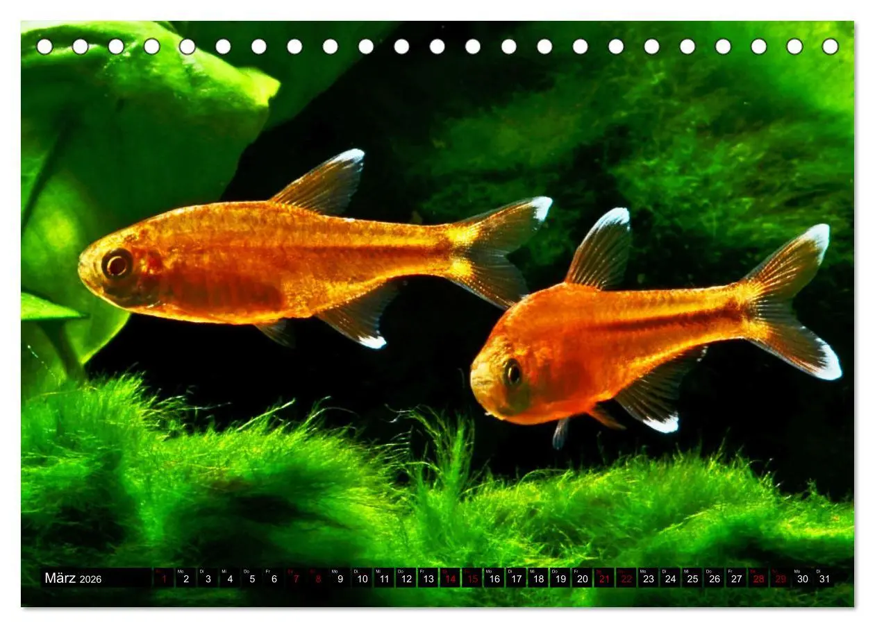 Bild: 9783457528471 | Beliebte Fische der Welt (Tischkalender 2026 DIN A5 quer), CALVENDO...