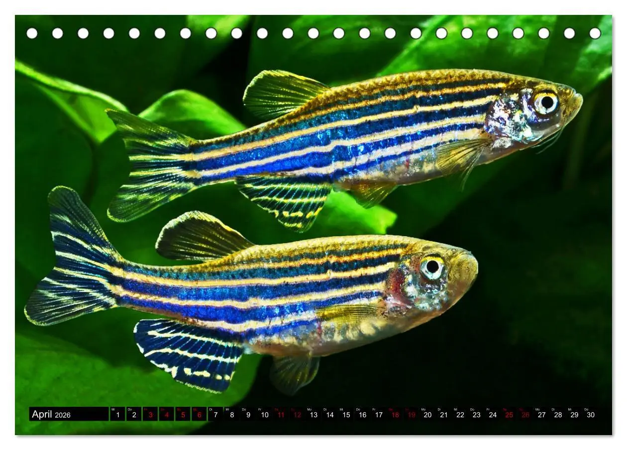 Bild: 9783457528471 | Beliebte Fische der Welt (Tischkalender 2026 DIN A5 quer), CALVENDO...