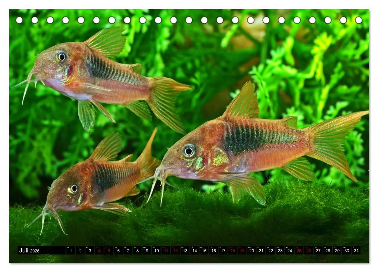 Bild: 9783457528471 | Beliebte Fische der Welt (Tischkalender 2026 DIN A5 quer), CALVENDO...
