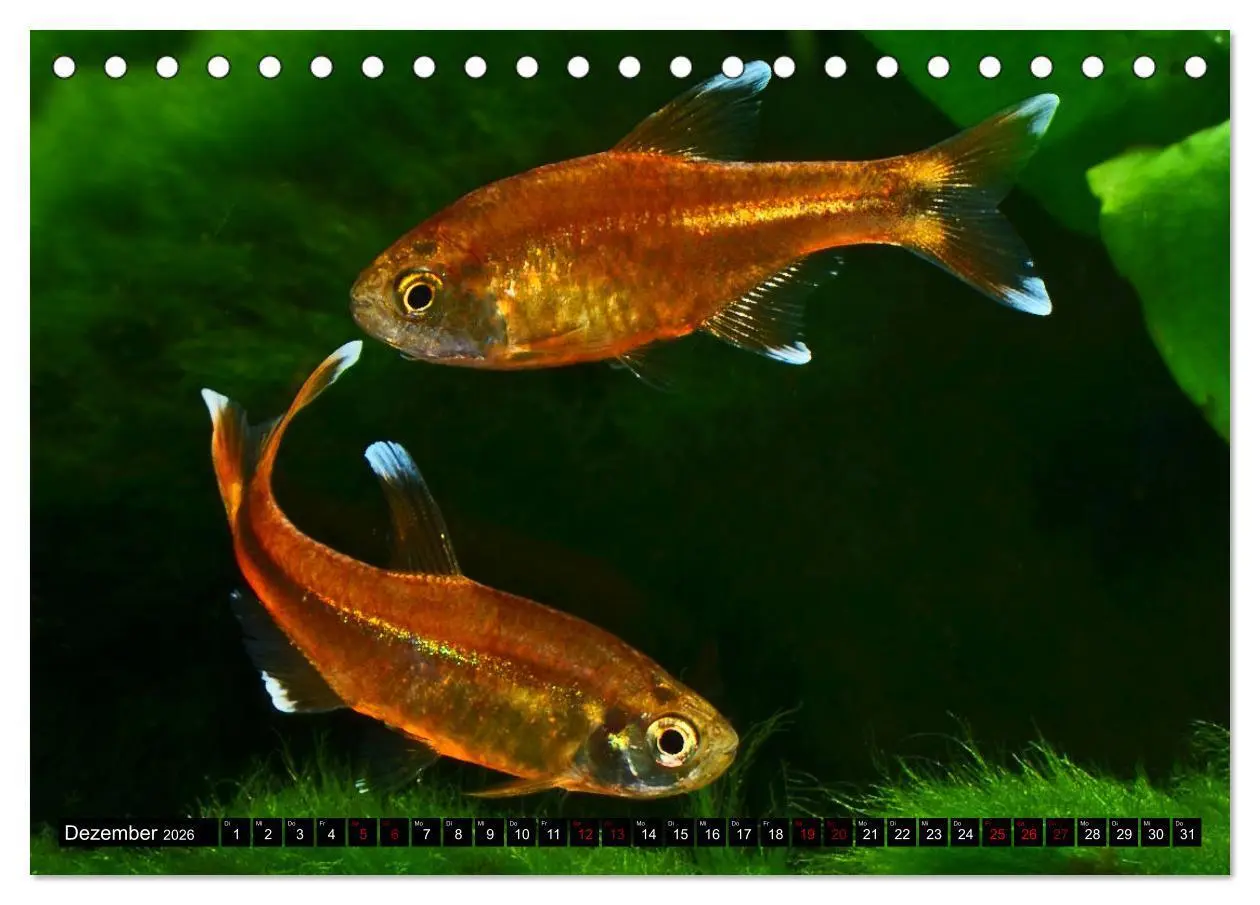 Bild: 9783457528471 | Beliebte Fische der Welt (Tischkalender 2026 DIN A5 quer), CALVENDO...