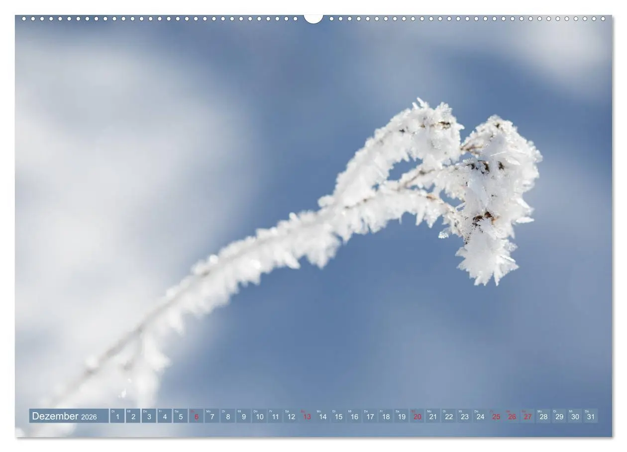 Bild: 9783457768471 | Die Natur hautnah (hochwertiger Premium Wandkalender 2026 DIN A2...