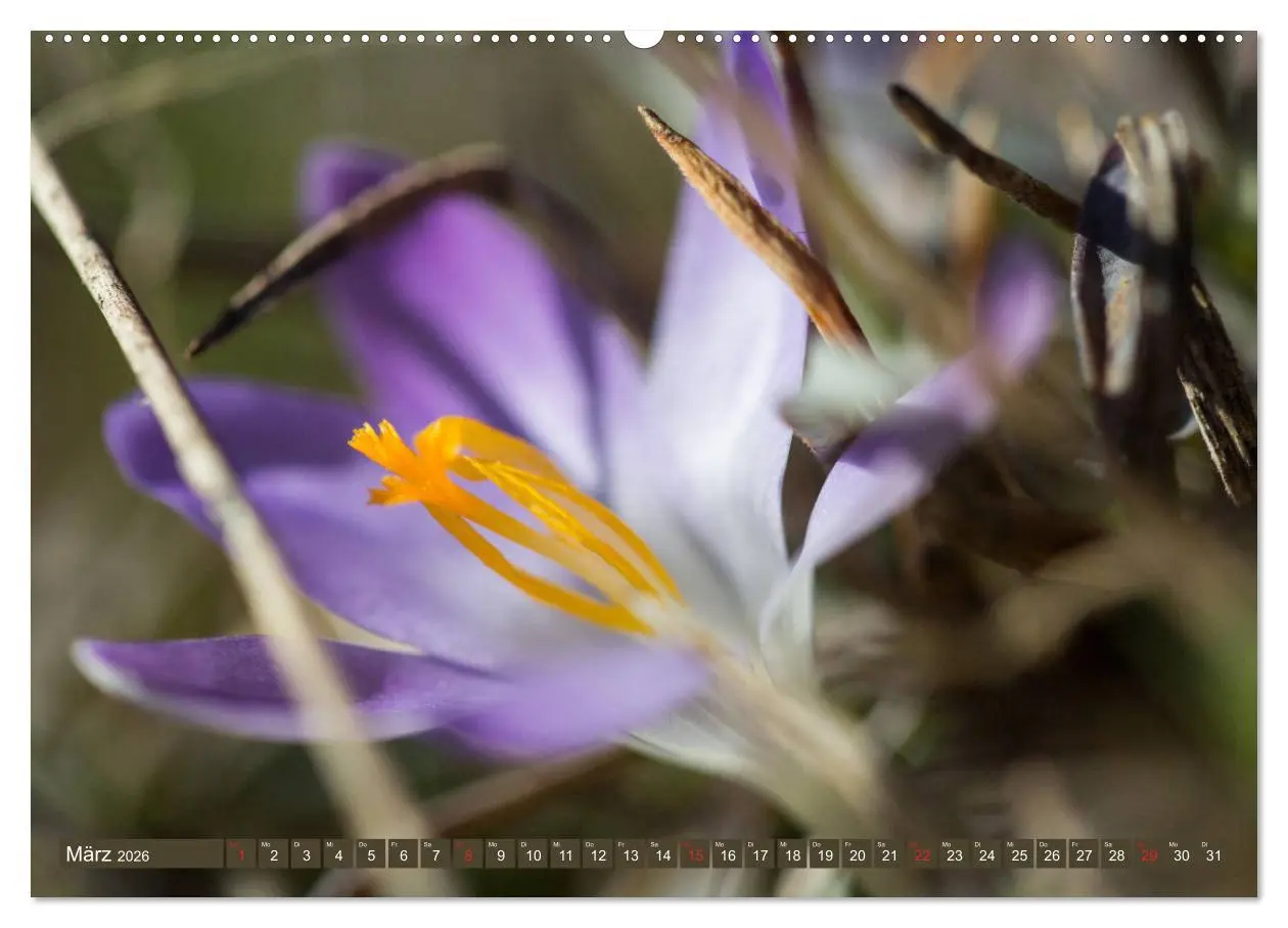 Bild: 9783457768471 | Die Natur hautnah (hochwertiger Premium Wandkalender 2026 DIN A2...