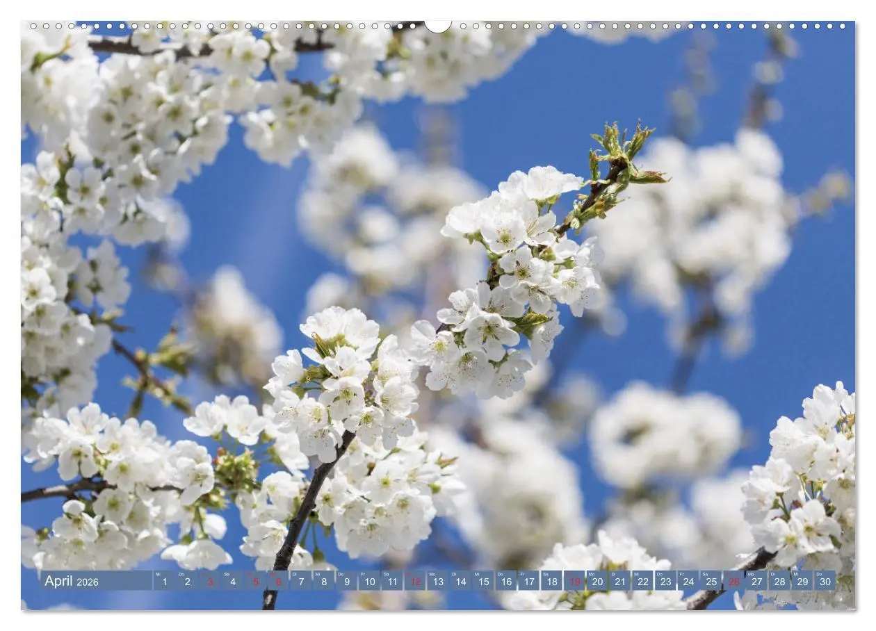 Bild: 9783457768471 | Die Natur hautnah (hochwertiger Premium Wandkalender 2026 DIN A2...