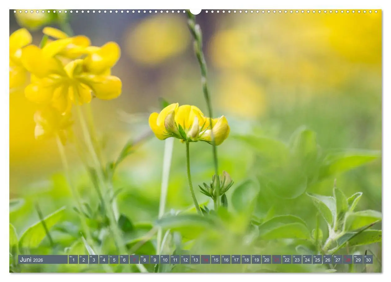 Bild: 9783457768471 | Die Natur hautnah (hochwertiger Premium Wandkalender 2026 DIN A2...