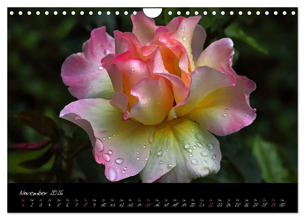 Bild: 9783516098471 | Rosen Romanze - Visuelle Musik (Wandkalender 2026 DIN A4 quer),...