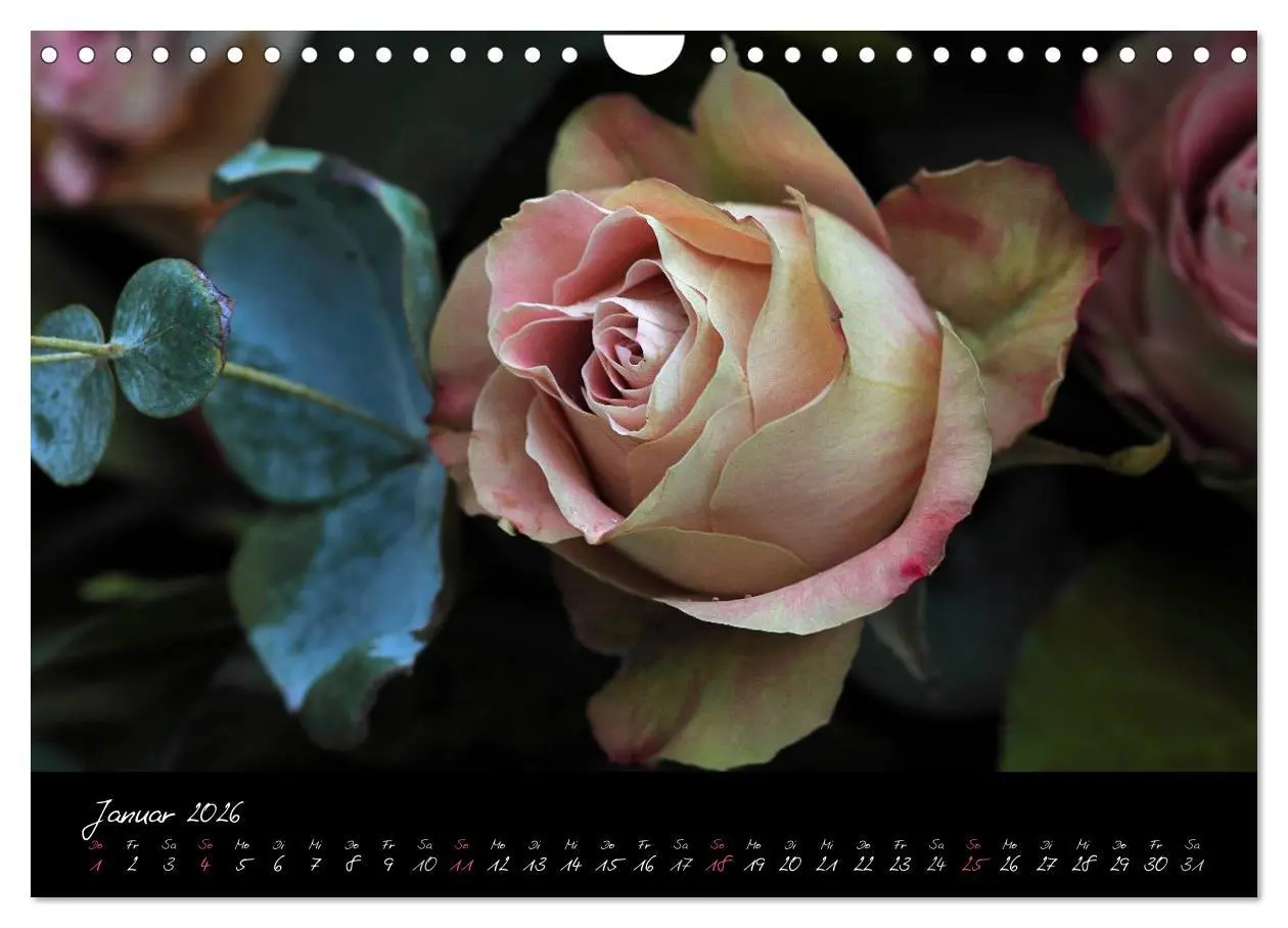Bild: 9783516098471 | Rosen Romanze - Visuelle Musik (Wandkalender 2026 DIN A4 quer),...