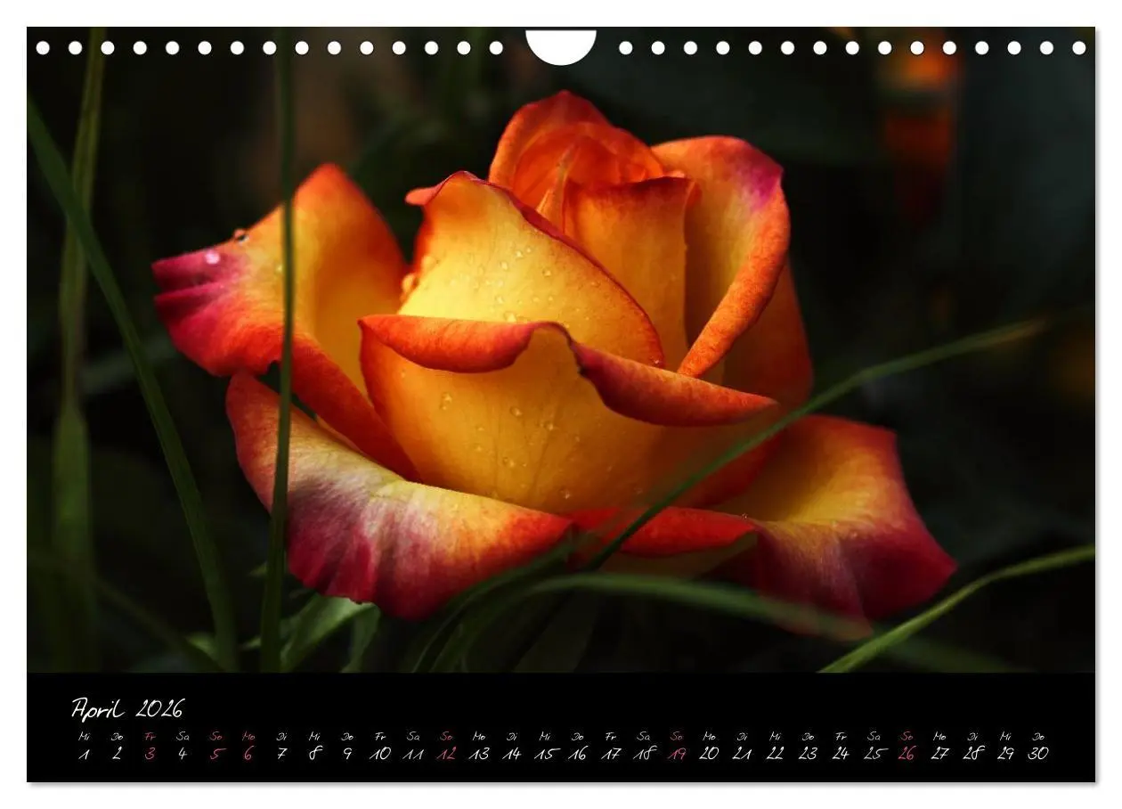 Bild: 9783516098471 | Rosen Romanze - Visuelle Musik (Wandkalender 2026 DIN A4 quer),...