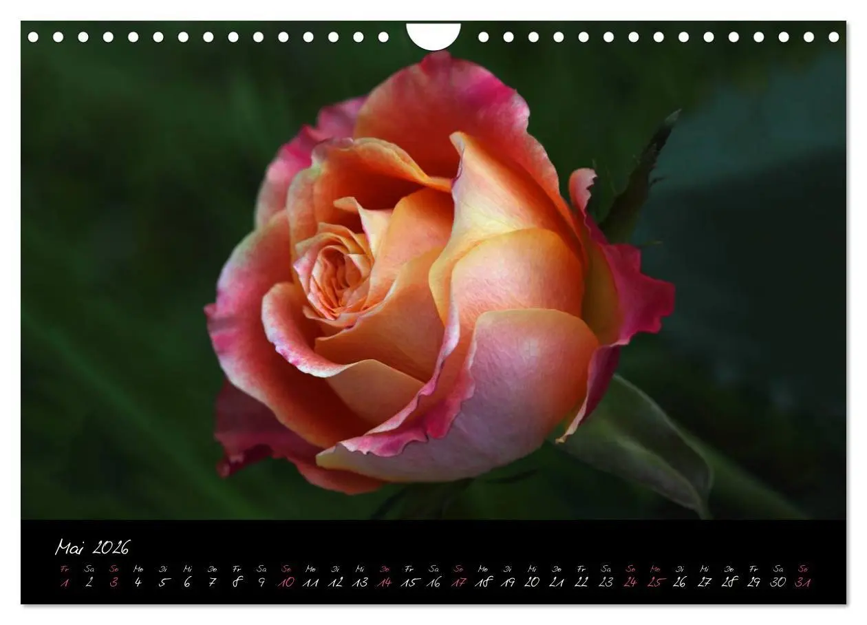 Bild: 9783516098471 | Rosen Romanze - Visuelle Musik (Wandkalender 2026 DIN A4 quer),...