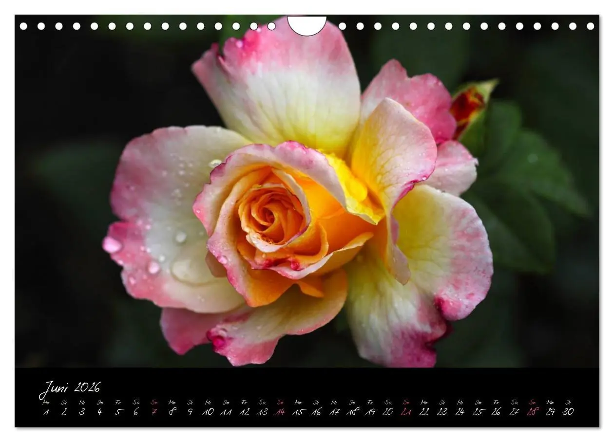 Bild: 9783516098471 | Rosen Romanze - Visuelle Musik (Wandkalender 2026 DIN A4 quer),...