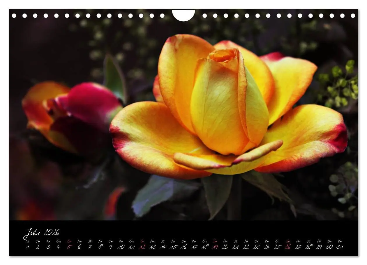 Bild: 9783516098471 | Rosen Romanze - Visuelle Musik (Wandkalender 2026 DIN A4 quer),...