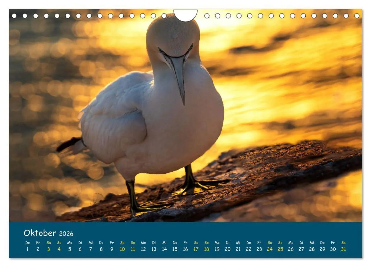 Bild: 9783457998571 | Helgoländer Basstölpel 2026 (Wandkalender 2026 DIN A4 quer),...