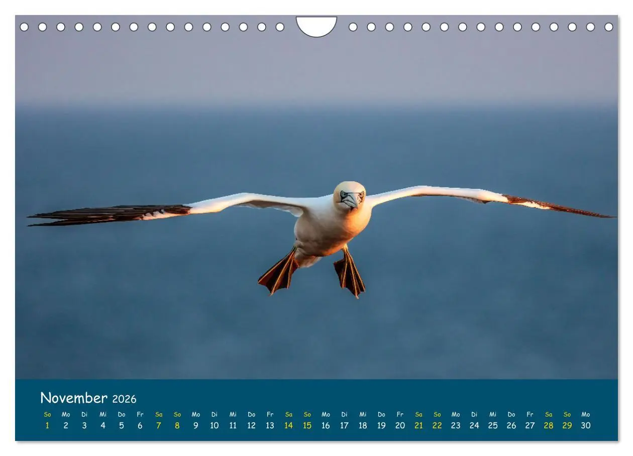 Bild: 9783457998571 | Helgoländer Basstölpel 2026 (Wandkalender 2026 DIN A4 quer),...