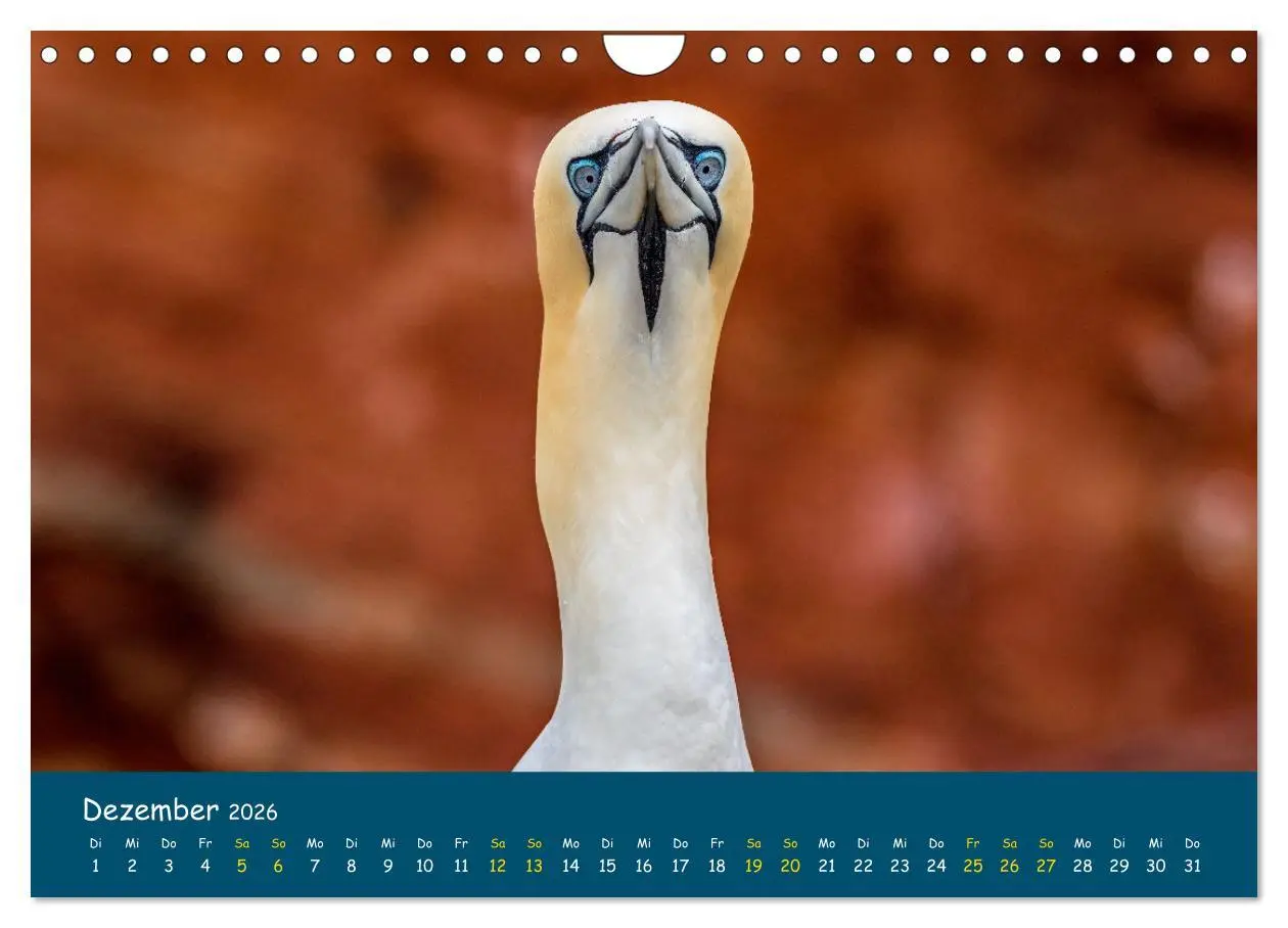 Bild: 9783457998571 | Helgoländer Basstölpel 2026 (Wandkalender 2026 DIN A4 quer),...