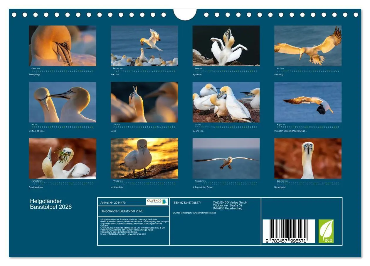 Bild: 9783457998571 | Helgoländer Basstölpel 2026 (Wandkalender 2026 DIN A4 quer),...