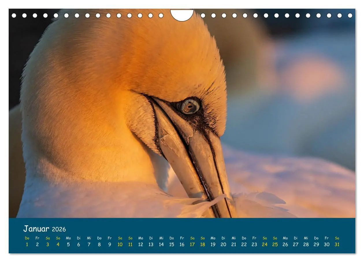 Bild: 9783457998571 | Helgoländer Basstölpel 2026 (Wandkalender 2026 DIN A4 quer),...