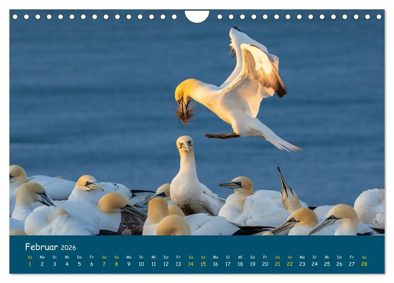 Bild: 9783457998571 | Helgoländer Basstölpel 2026 (Wandkalender 2026 DIN A4 quer),...