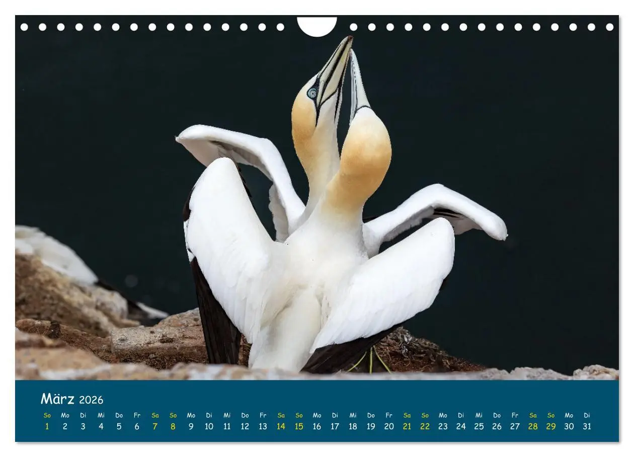 Bild: 9783457998571 | Helgoländer Basstölpel 2026 (Wandkalender 2026 DIN A4 quer),...