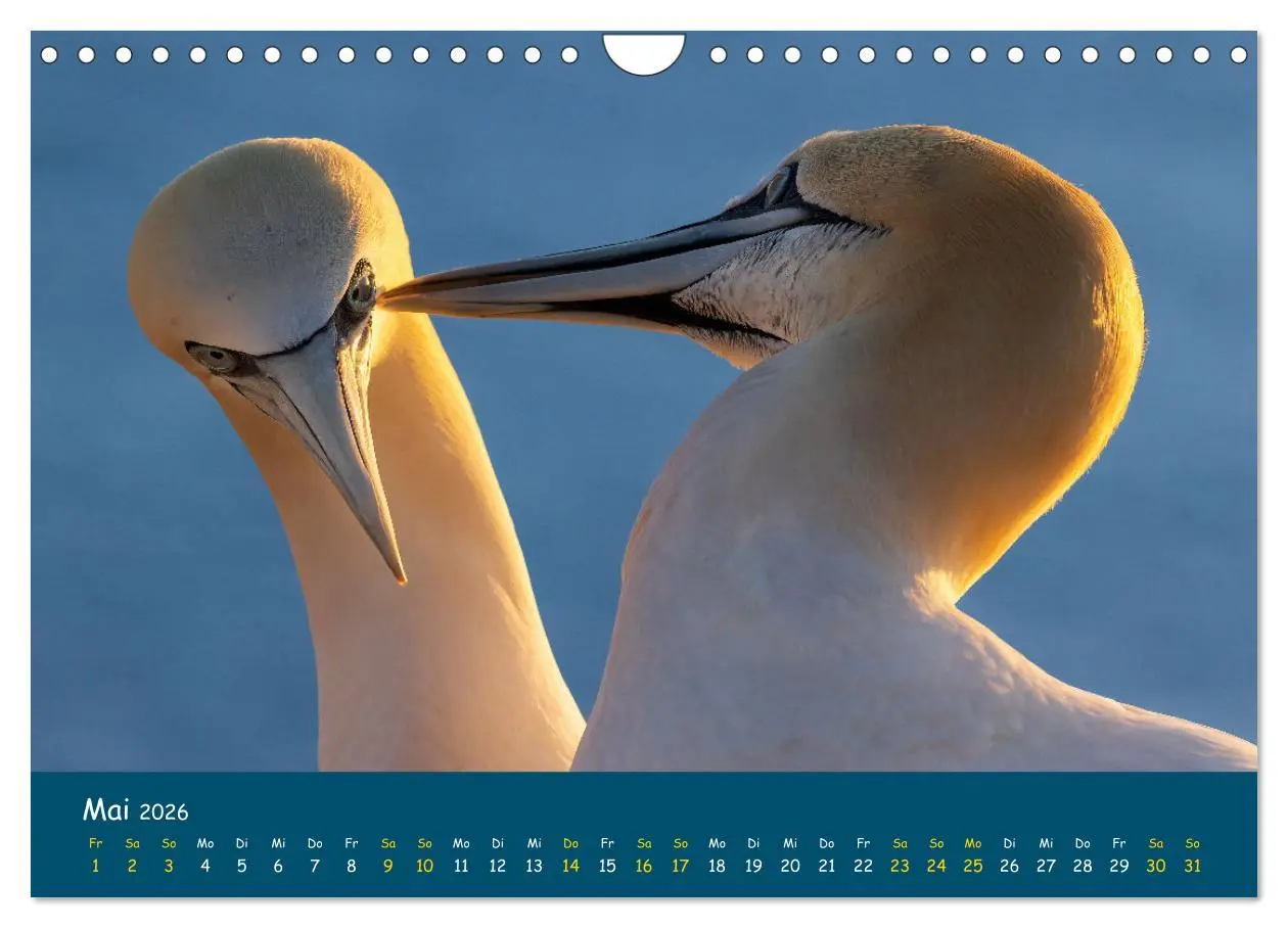 Bild: 9783457998571 | Helgoländer Basstölpel 2026 (Wandkalender 2026 DIN A4 quer),...