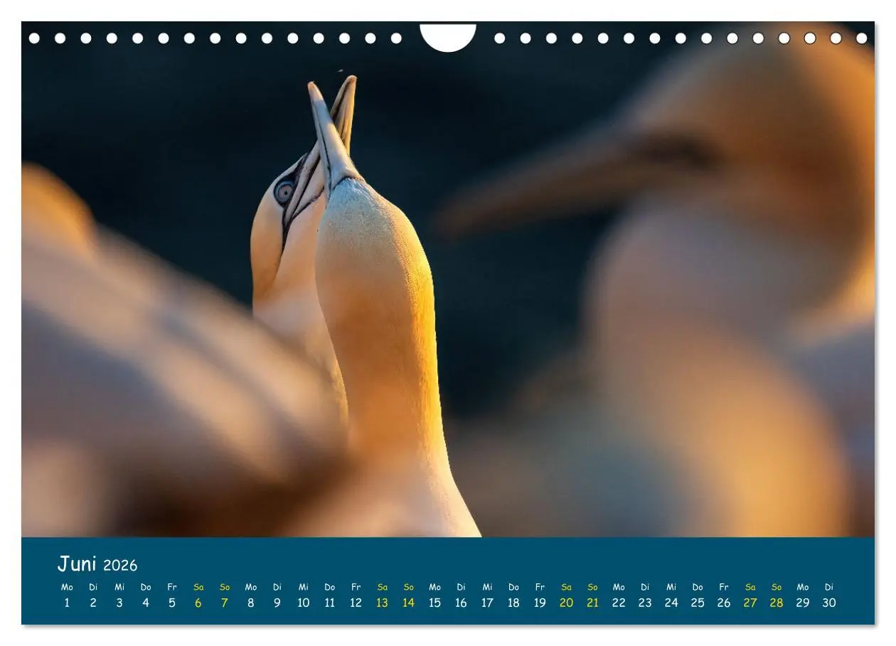 Bild: 9783457998571 | Helgoländer Basstölpel 2026 (Wandkalender 2026 DIN A4 quer),...