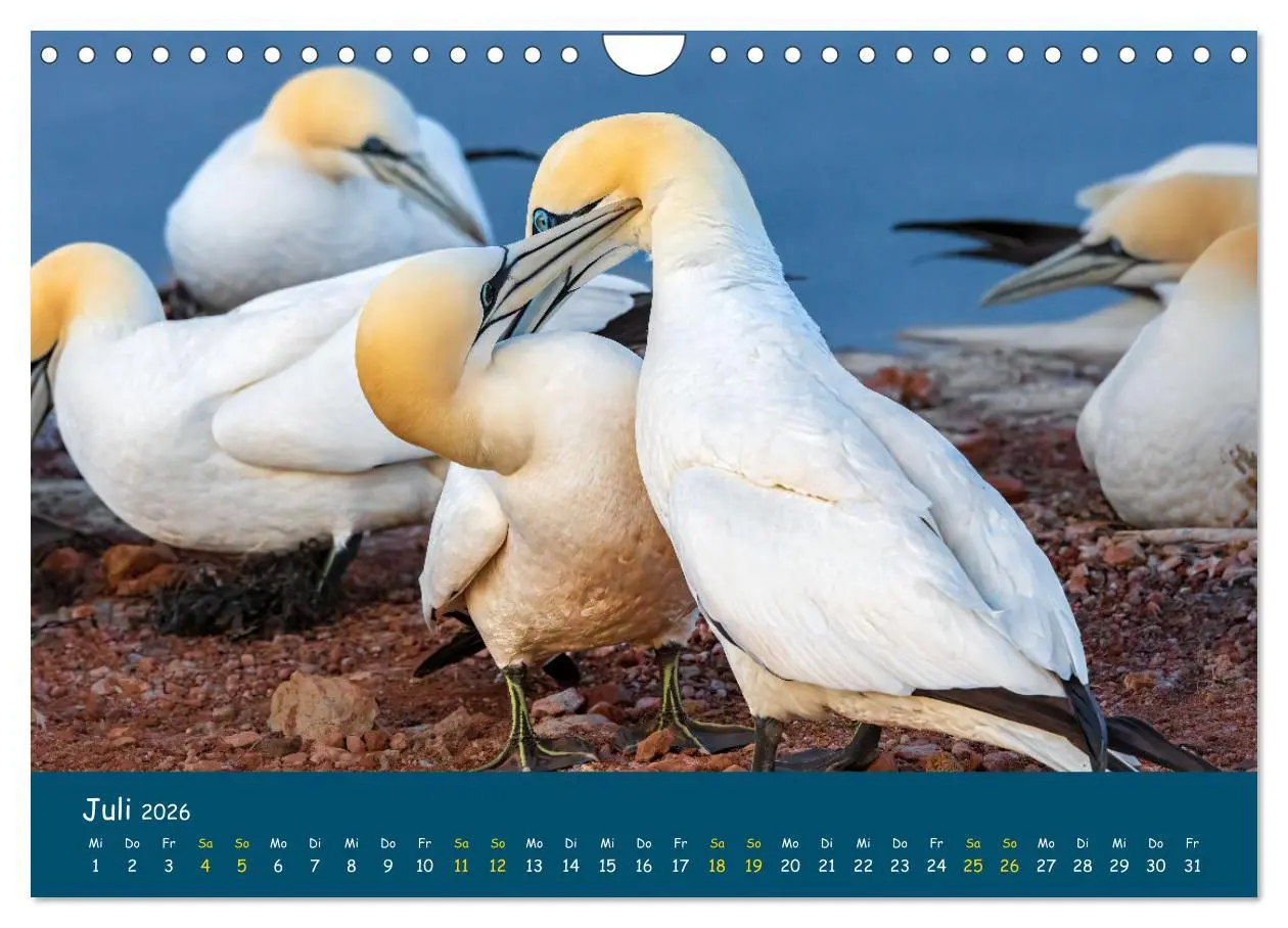 Bild: 9783457998571 | Helgoländer Basstölpel 2026 (Wandkalender 2026 DIN A4 quer),...