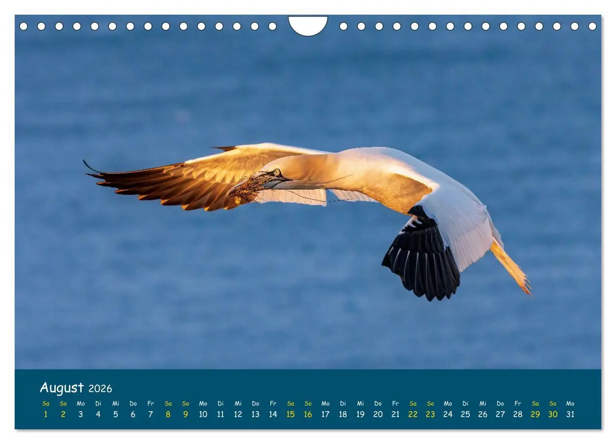 Bild: 9783457998571 | Helgoländer Basstölpel 2026 (Wandkalender 2026 DIN A4 quer),...