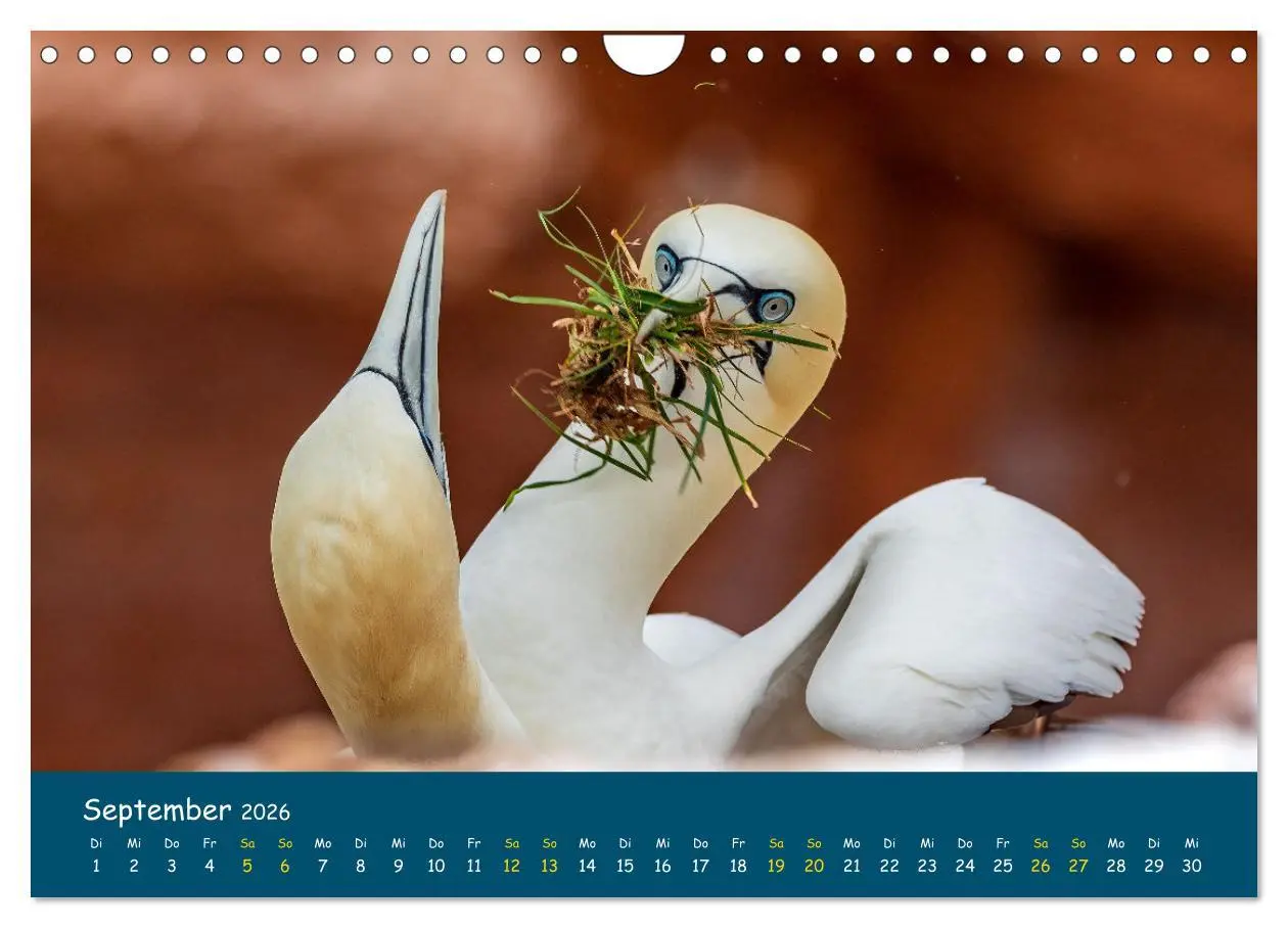 Bild: 9783457998571 | Helgoländer Basstölpel 2026 (Wandkalender 2026 DIN A4 quer),...