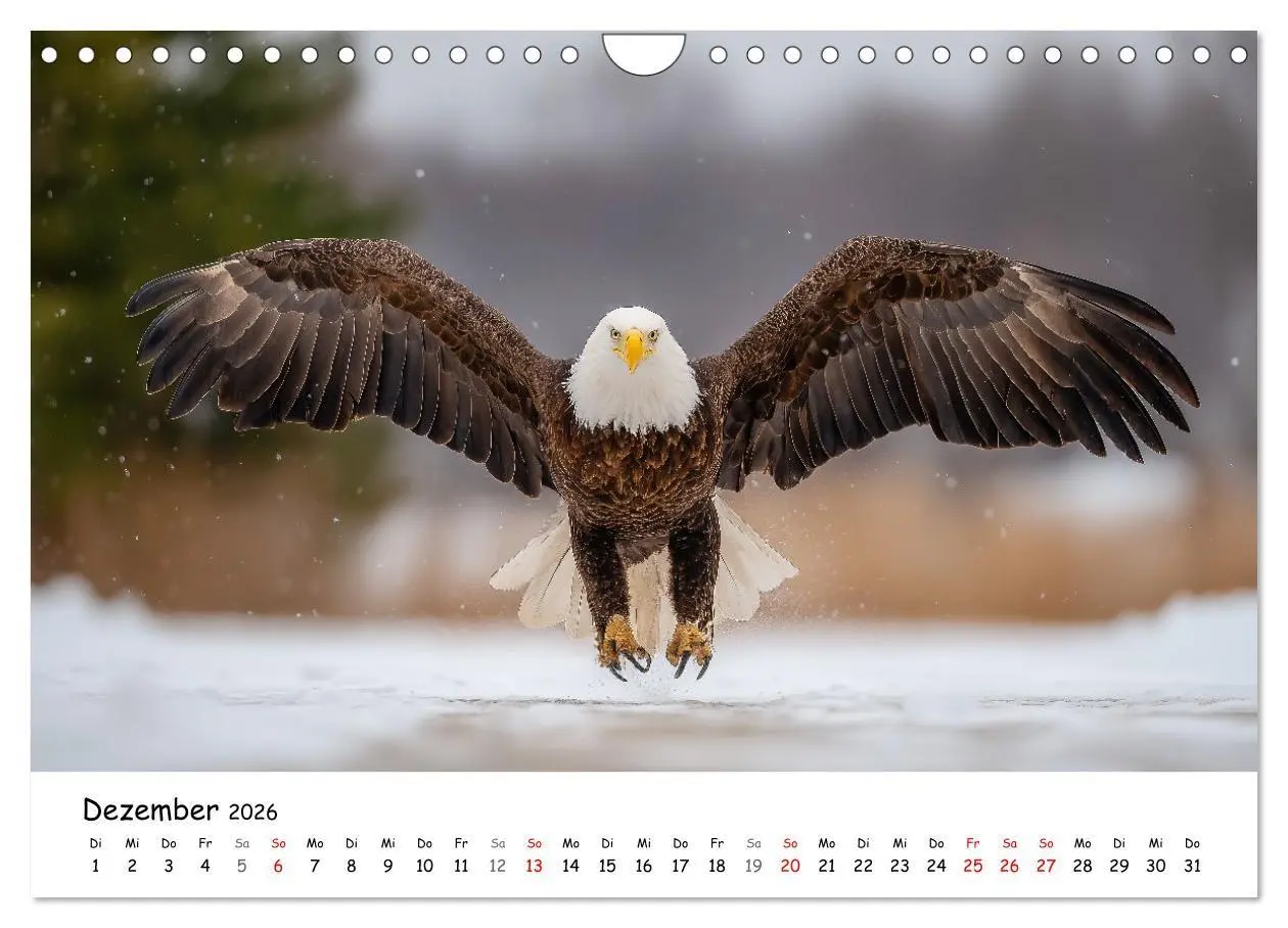 Bild: 9783516698671 | Majestätische Weißkopfseeadler - Der König der Lüfte (Wandkalender...