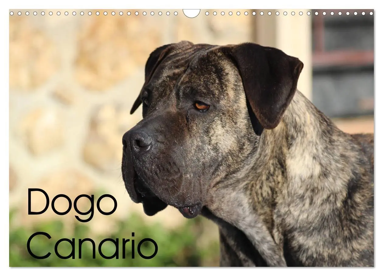 Cover: 9783457898871 | Dogo Canario (Wandkalender 2026 DIN A3 quer), CALVENDO Monatskalender