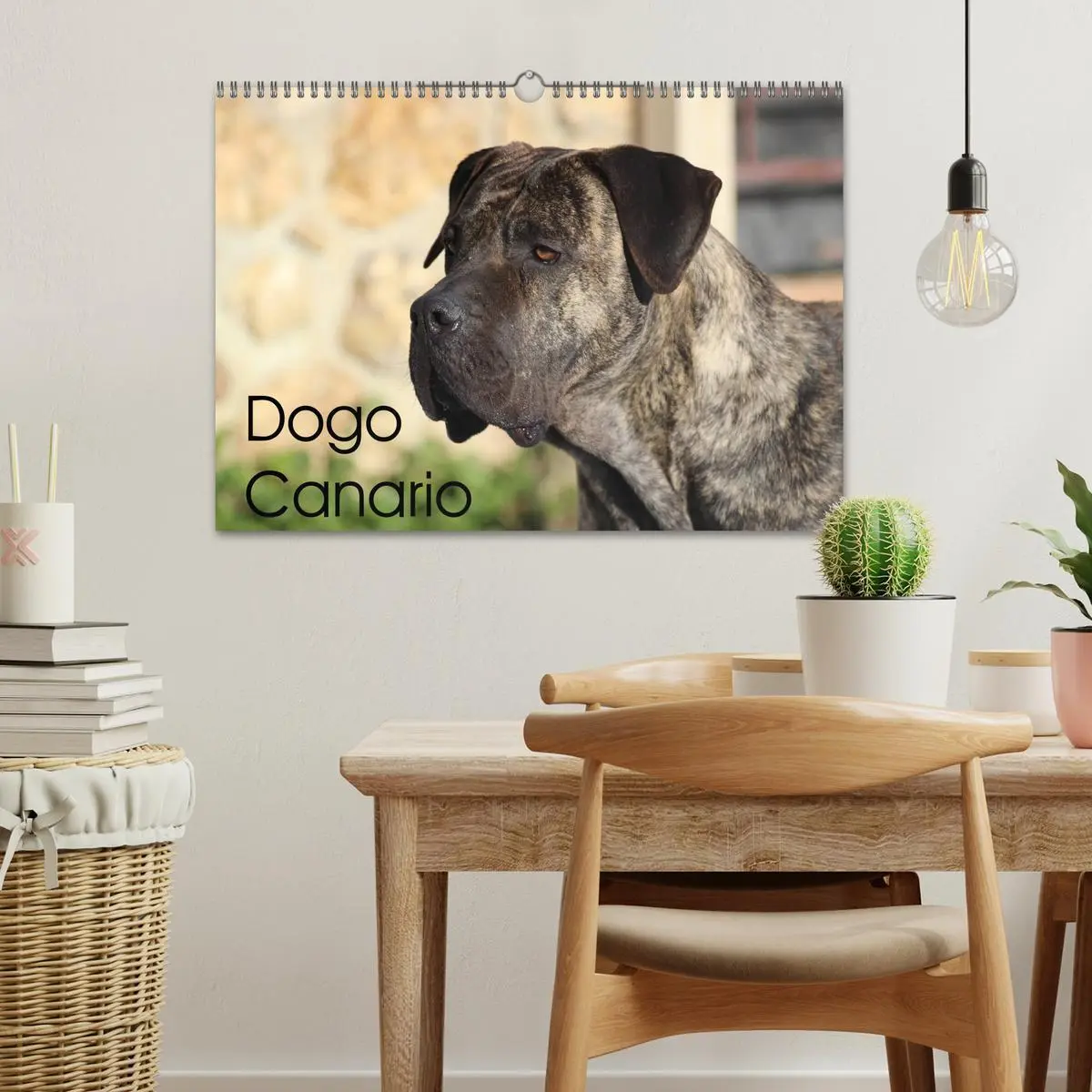 Bild: 9783457898871 | Dogo Canario (Wandkalender 2026 DIN A3 quer), CALVENDO Monatskalender