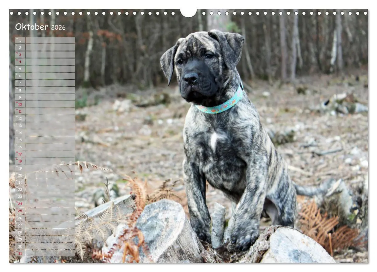 Bild: 9783457898871 | Dogo Canario (Wandkalender 2026 DIN A3 quer), CALVENDO Monatskalender