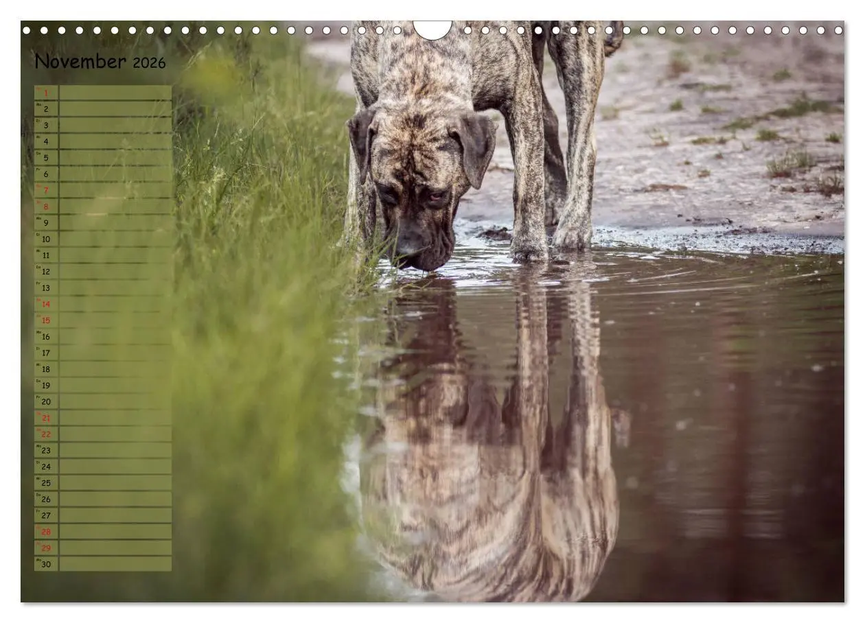 Bild: 9783457898871 | Dogo Canario (Wandkalender 2026 DIN A3 quer), CALVENDO Monatskalender